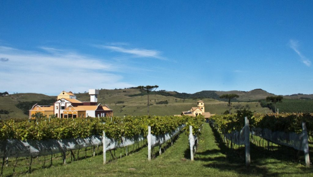 Top 8 vinículas para visitar em Santa Catarina 